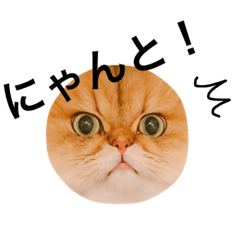[LINEスタンプ] しー太です。②