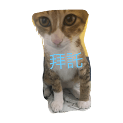 [LINEスタンプ] cat row row