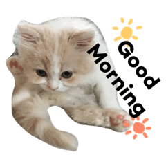 [LINEスタンプ] ちーすたんぷ