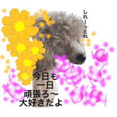 [LINEスタンプ] チャッピィとゆゆVoL.四