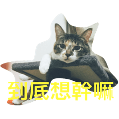[LINEスタンプ] HELLO BOBO