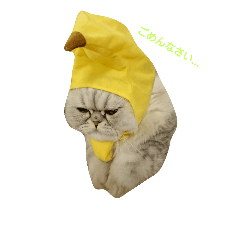 [LINEスタンプ] こはく＆ひまり