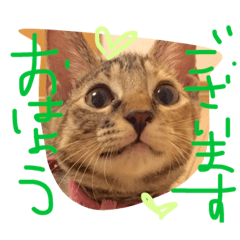 [LINEスタンプ] koma＆komajirou