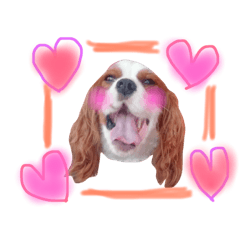 [LINEスタンプ] ワンコ実写スタンプ5☆ウィルくん