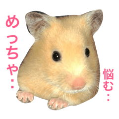 [LINEスタンプ] 可愛いすぎるハムスター♡