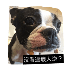 [LINEスタンプ] Boston terrier a-fu