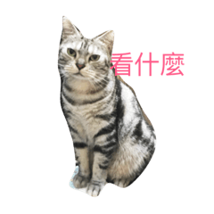 [LINEスタンプ] Qute Honey 
