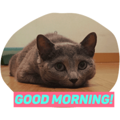 [LINEスタンプ] わんにゃんあいさつ
