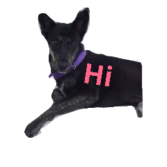 [LINEスタンプ] Balinese dog:yotako
