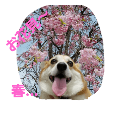 [LINEスタンプ] コーギー優奈の日常