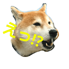 [LINEスタンプ] 柴顔判子2