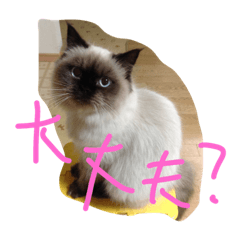[LINEスタンプ] 奈奈と瑠莉と風