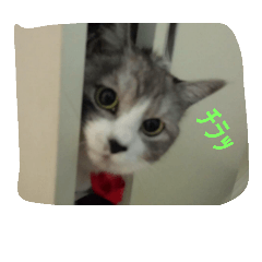 [LINEスタンプ] 猫魔神