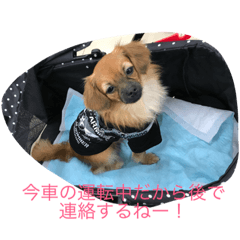 [LINEスタンプ] そらの実用スタンプ