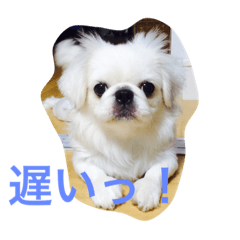 [LINEスタンプ] Pekingese BUNBUNmaru