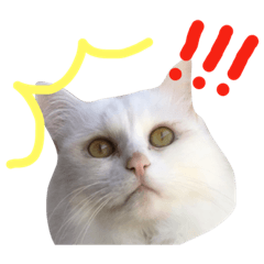 [LINEスタンプ] ふわふわネコのシーちゃんとおともだち