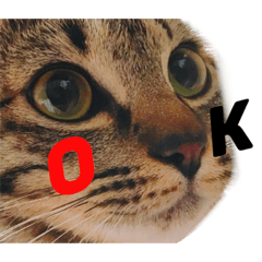 [LINEスタンプ] 我が家のアイドルももちゃん