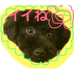 [LINEスタンプ] 黒いトイプードル ラクくん