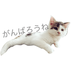[LINEスタンプ] ねこちゃんズ.