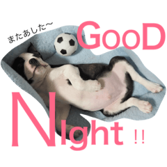 [LINEスタンプ] ボストンテリアのプティさん