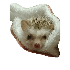 [LINEスタンプ] ハリネズミ みかん