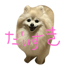 [LINEスタンプ] ポメラニアン キャッシー2