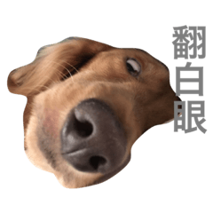 [LINEスタンプ] dachshund Buka