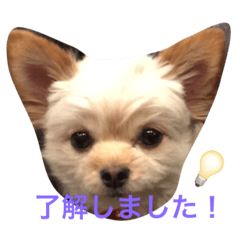 [LINEスタンプ] わたちゃん挨拶