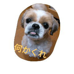 [LINEスタンプ] しーずーの毎日