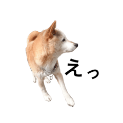 [LINEスタンプ] 柴犬ゆきちゃん