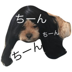 [LINEスタンプ] ペキプーミルガイ君