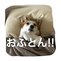 [LINEスタンプ] ミッコリちゃん