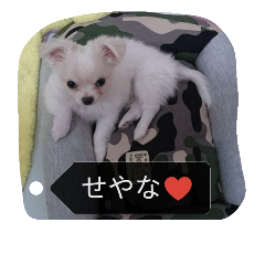 [LINEスタンプ] Dog Ram