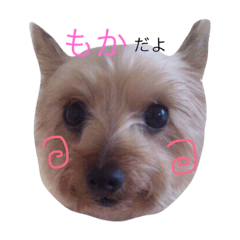 [LINEスタンプ] もかのスタンプ