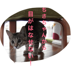 [LINEスタンプ] ちさちゃんに送るるうちゃんのスタンプ