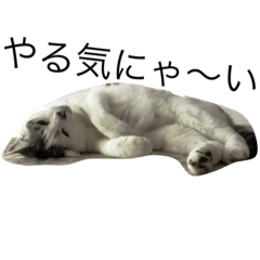 [LINEスタンプ] KUREO of a cat