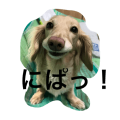 [LINEスタンプ] ミニチュアダックスcoco1