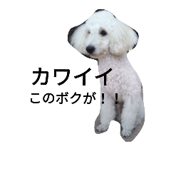 [LINEスタンプ] バニラの毎日