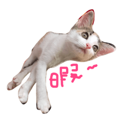 [LINEスタンプ] ミケニコ