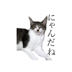 [LINEスタンプ] 飼い猫のくり