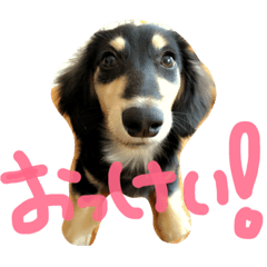 [LINEスタンプ] my love animals