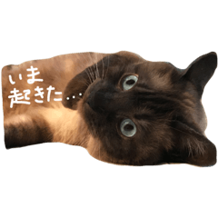 [LINEスタンプ] はなにゃんこ