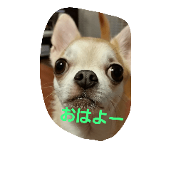 [LINEスタンプ] チワワのそらとはな