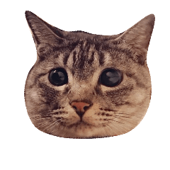 [LINEスタンプ] ネコのひなちゃん サバトラスタンプ