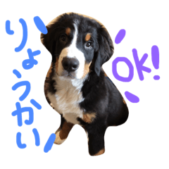 [LINEスタンプ] バーニーズマウンテンドッグ！