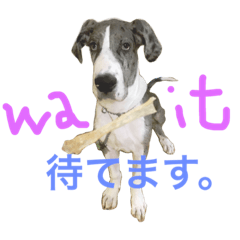 [LINEスタンプ] グレートデンMoo太スタンプ