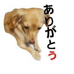 [LINEスタンプ] ミックス犬、虎鉄