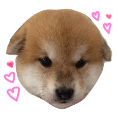 [LINEスタンプ] 柴犬 ビビ