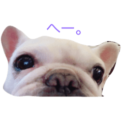 [LINEスタンプ] A beautiful dog