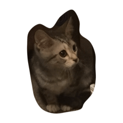 [LINEスタンプ] にゃんこですにゃ。